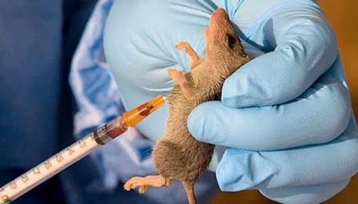 23 Deaths As Ebonyi Records 48 Lassa Fever Cases